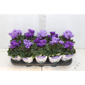 CYCLAMEN DRAGON P11 VARIADO