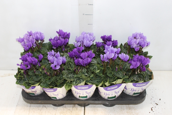 <h4>CYCLAMEN DRAGON P11 VARIADO</h4>
