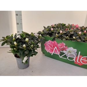 RHODO SI VOGEL GEM