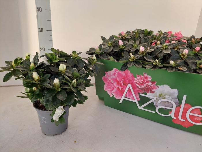 <h4>RHODO SI VOGEL GEM</h4>
