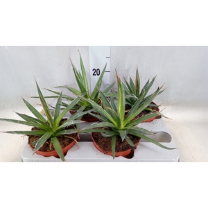 Agave filifera