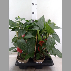 Capsicum annuum   ...paprika