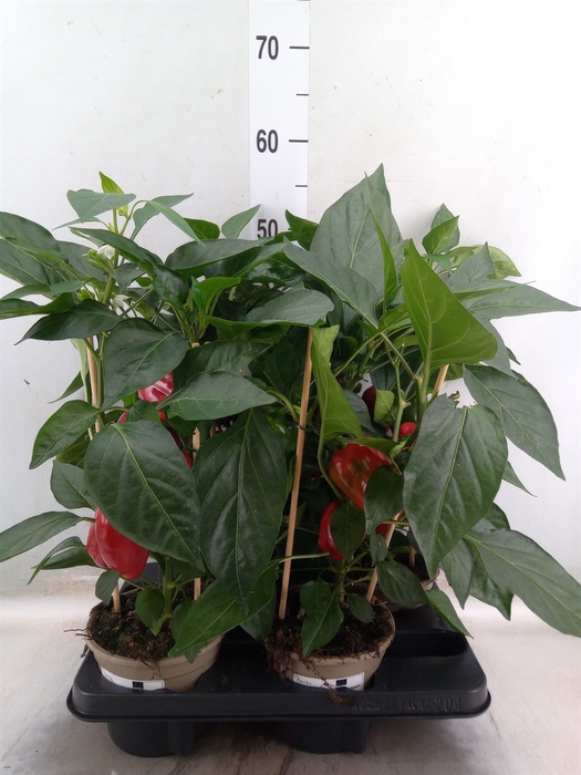 <h4>Capsicum annuum   ...paprika</h4>