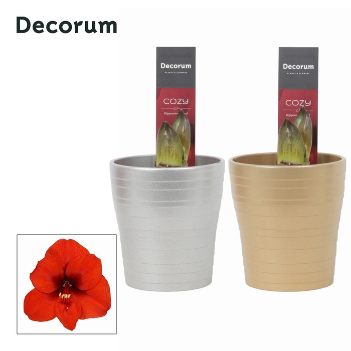 <h4>Amaryllis Rood 2 Knop Amy KERST (Decorum)</h4>