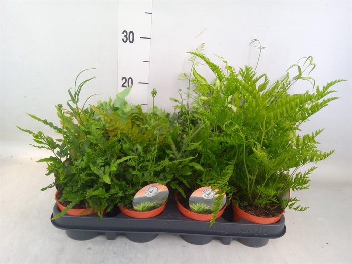 <h4>Ferns   ...mix</h4>