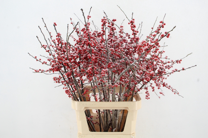 <h4>Ilex Snow 100cm</h4>