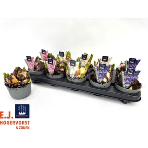 HYACIN MULTIFLORA MIX