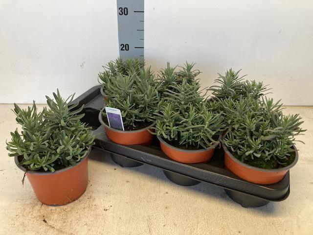 <h4>LAVAN AN HIDCOTE</h4>