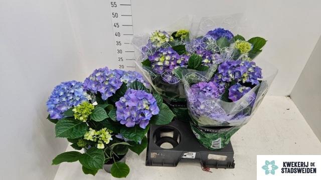 <h4>HYDR M EARLY BLUE</h4>