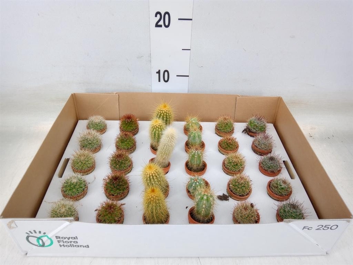 <h4>Cactus   ...mix</h4>