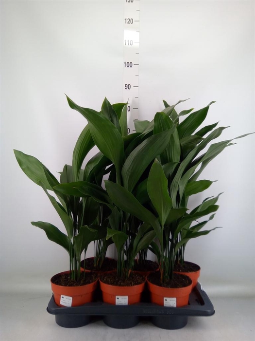<h4>Aspidistra elat.</h4>