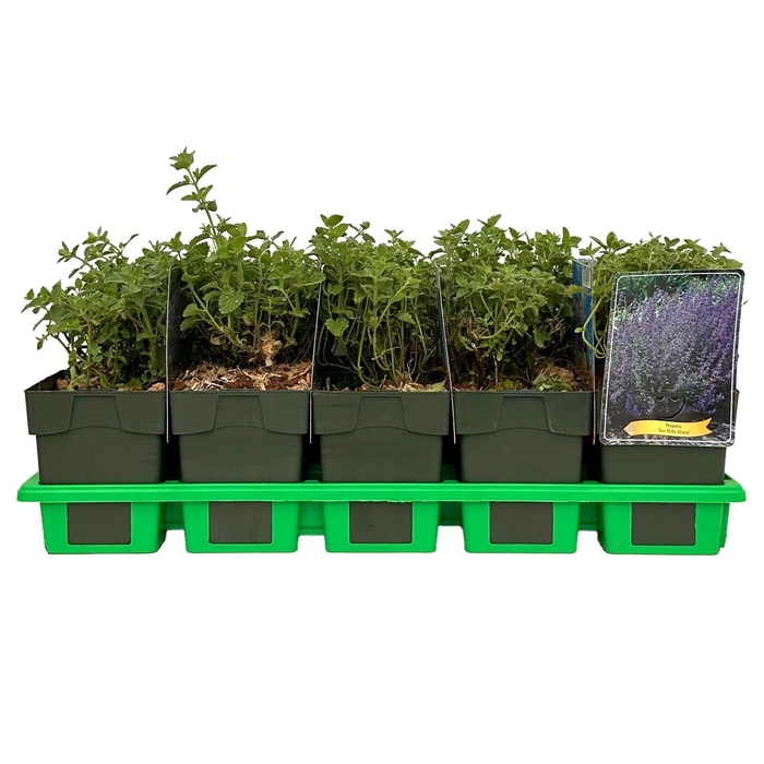 Nepeta Six Hills Giant