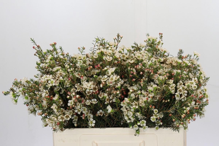 <h4>Chamelaucium Gil</h4>