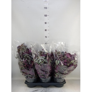 Tradescantia zebr.