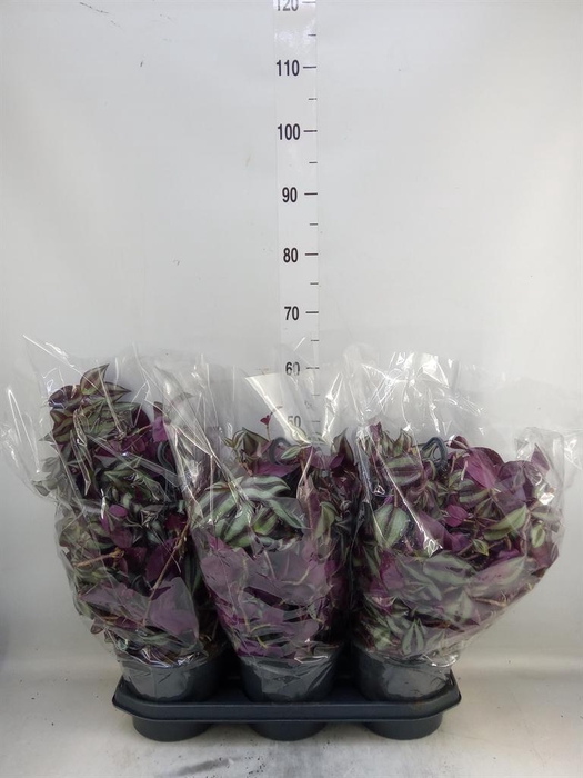 <h4>Tradescantia zebr.</h4>