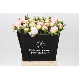 Paeonia Florence Nicholls