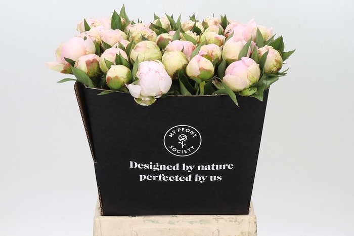 <h4>Paeonia Florence Nicholls</h4>