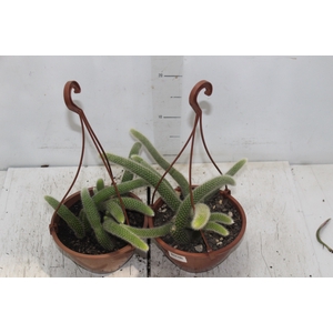 CACTUS RABO MACACO C18