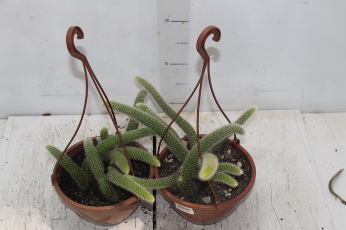 <h4>CACTUS RABO MACACO C18</h4>