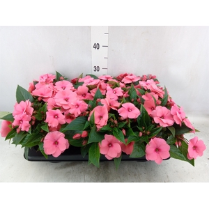 Impatiens NG 'Tamarinda Salmon'