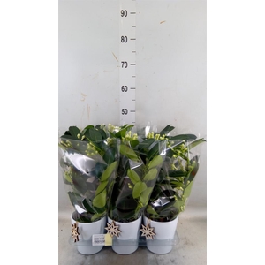 Stephanotis floribunda   ...