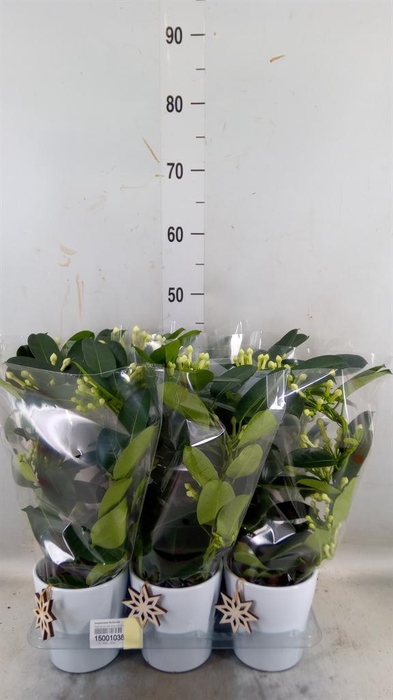<h4>Stephanotis floribunda   ...</h4>