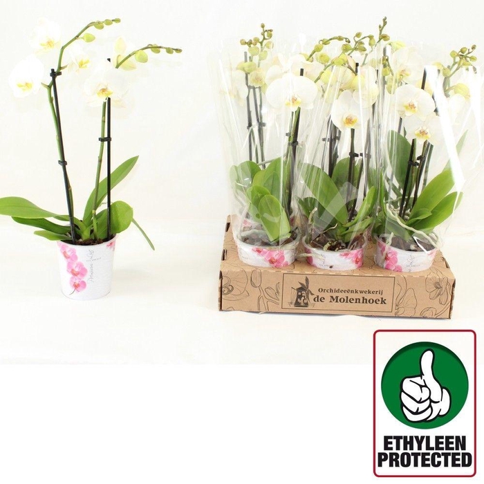 <h4>PHAL AN INVERNESS</h4>