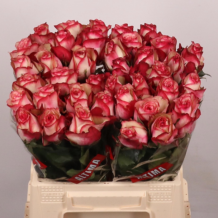 <h4>R GR PALOMA</h4>