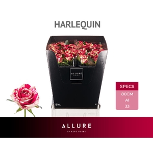 R Gr Harlequin Allure Berg