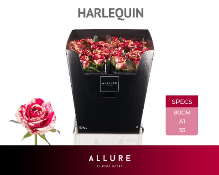 <h4>R Gr Harlequin Allure Berg</h4>