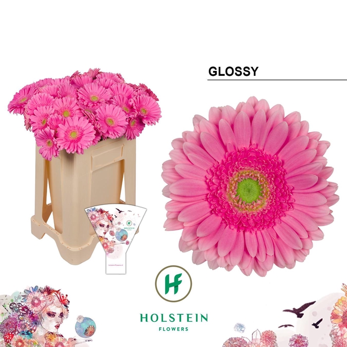 <h4>Gerbera Glossy</h4>