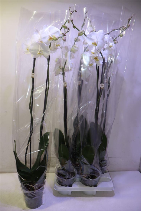 <h4>Phal Ov Wit</h4>