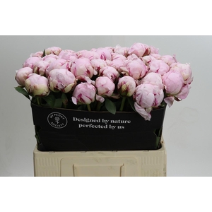 Paeonia Reine Hortense XXL