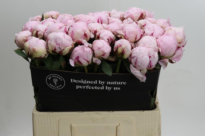 <h4>Paeonia Reine Hortense Xxl</h4>