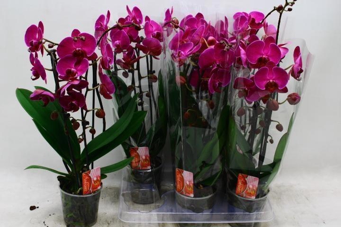 <h4>PHAL EL CASCADE</h4>