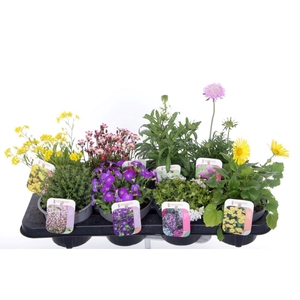 Vaste planten mix in tray