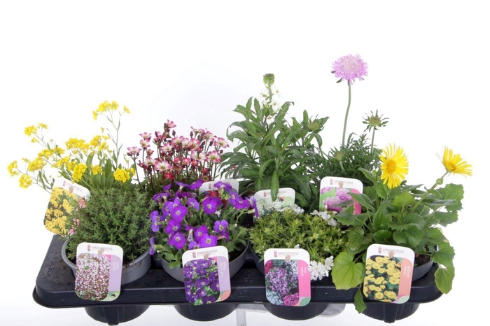 <h4>Vaste planten mix in tray</h4>