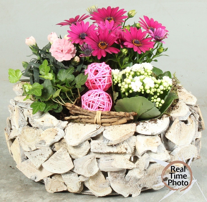 <h4>ARR TUINPLANTEN</h4>