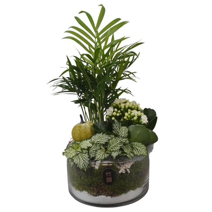 <h4>Arr. Planten L%</h4>