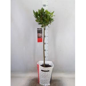Laurus nobilis