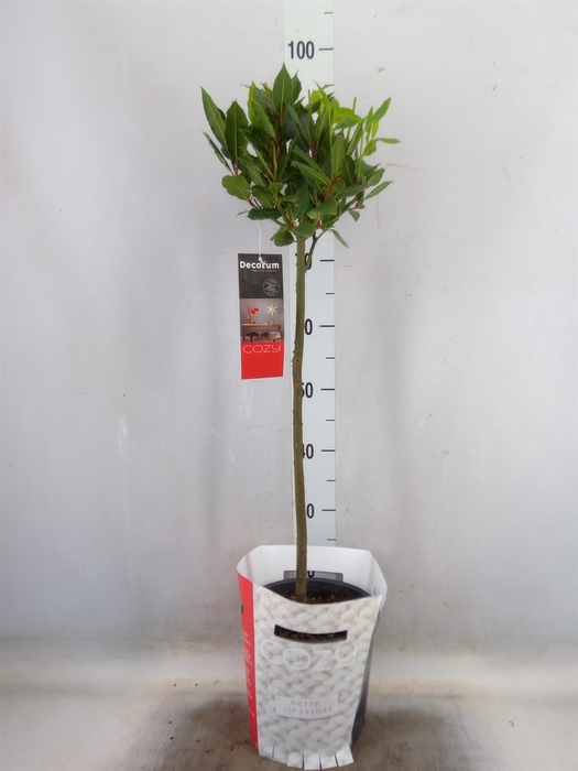 <h4>Laurus nobilis</h4>