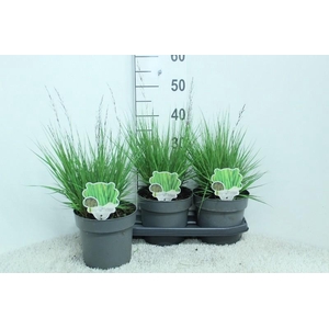 Molinia Caerulea Edith Dudszus