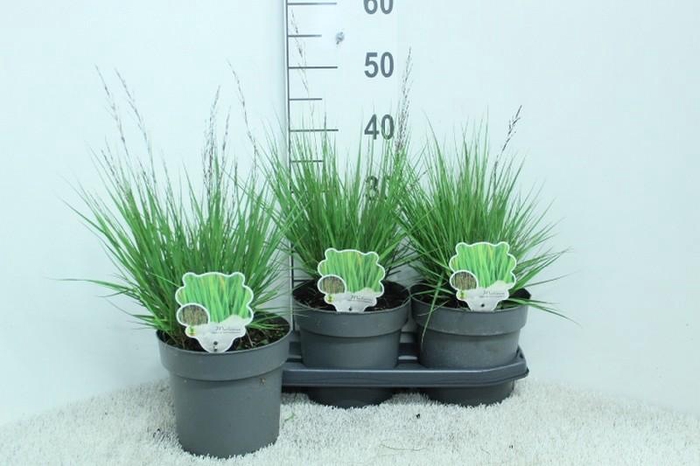 <h4>Molinia Caerulea Edith Dudszus</h4>