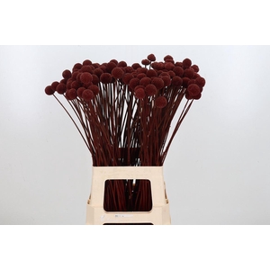 Craspedia Kl Bh Bordeaux Xl