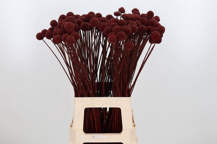 <h4>Craspedia Kl Bh Bordeaux Xl</h4>