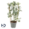 Eucalyptus Cinerea Silver Dollar Rek