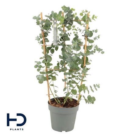 <h4>Eucalyptus Cinerea Silver Dollar Rek</h4>