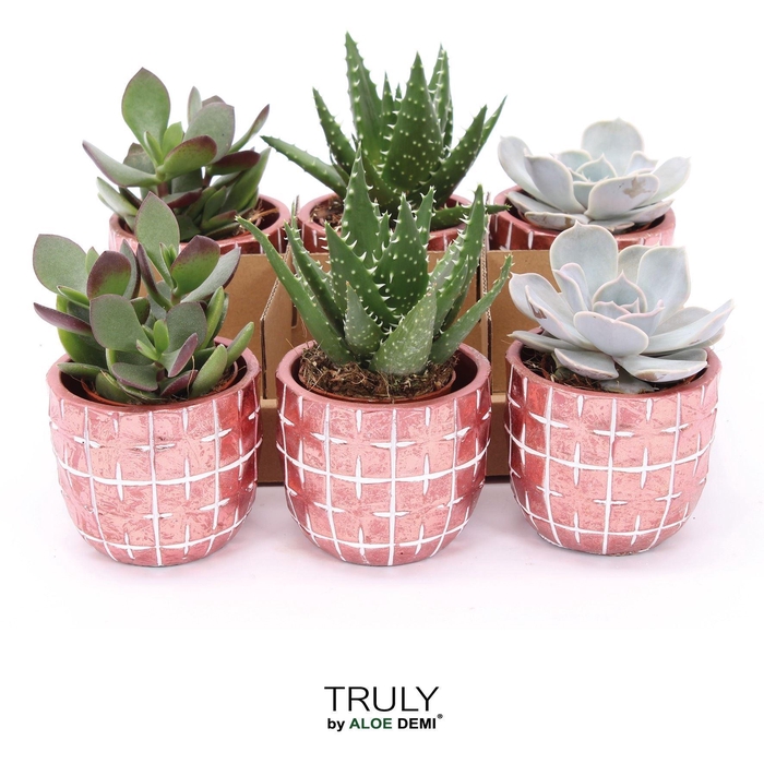 <h4>Succulents   ...</h4>