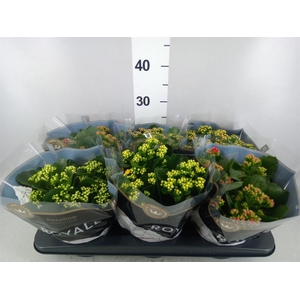 Kalanchoe blos. 'RoyalDon'   ..mix