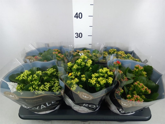<h4>Kalanchoe blos. 'RoyalDon'   ..mix</h4>